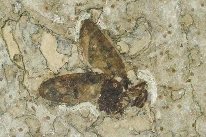 Fossil March Fly (Plecia) - Green River Formation #135900